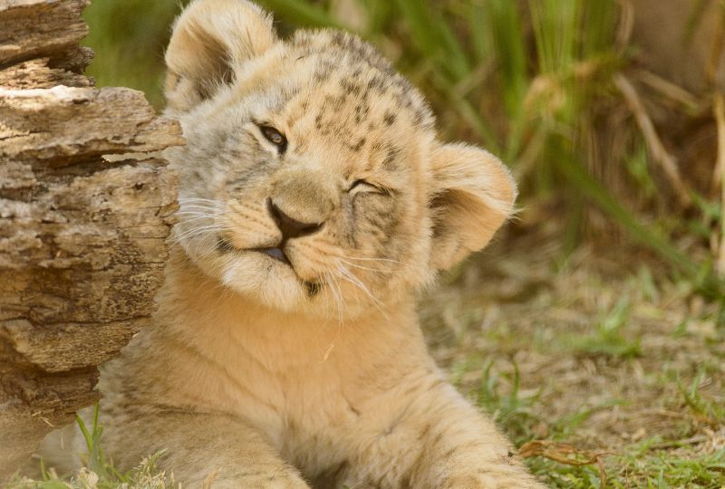 Chinese hotel sparks outrage after offering lion cub wake-up service to guests
